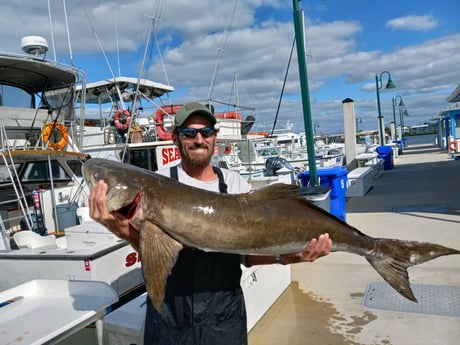 Cobia fishing in Naples, Florida