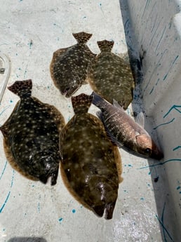 Flounder, Mangrove Snapper fishing in St. Augustine, Florida