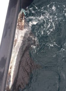 Sailfish Fishing in West Palm Beach, Florida