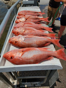 Red Snapper Fishing in Clearwater, Florida