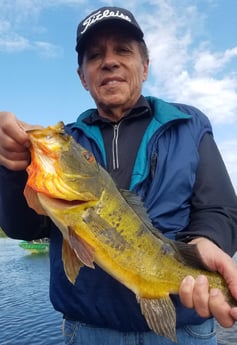 Peacock Bass fishing in Fort Lauderdale, Florida