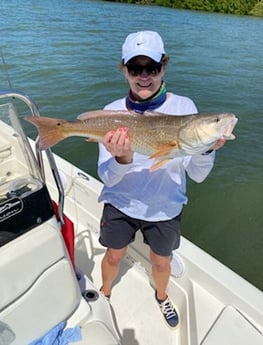 Redfish fishing in St. Petersburg, Florida