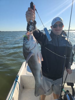 Black Drum Fishing in Galveston, Texas