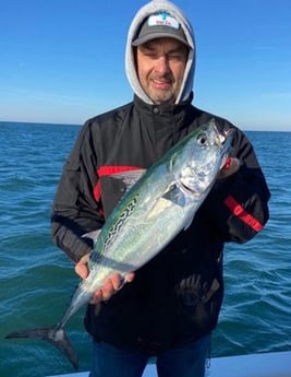 Little Tunny / False Albacore Fishing in Beaufort, North Carolina