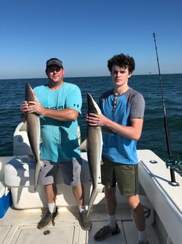 Blacktip Shark fishing in Galveston, Texas