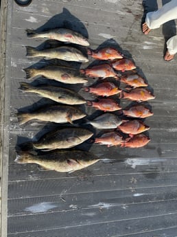 Gag Grouper, Grunt, Hogfish fishing in Clearwater, Florida