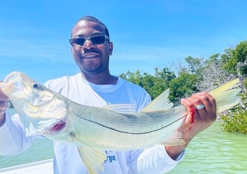 Snook fishing in Tavernier, Florida