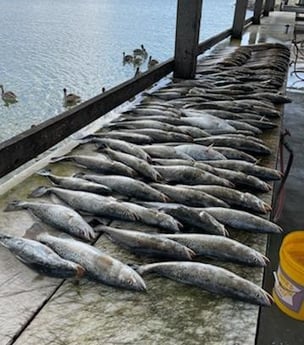 Speckled Trout / Spotted Seatrout Fishing in Venice, Louisiana