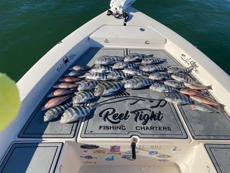 Mangrove Snapper, Scup / Porgy, Sheepshead Fishing in Sarasota, Florida