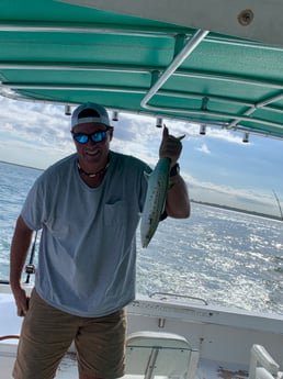 Spanish Mackerel Fishing in Clearwater, Florida