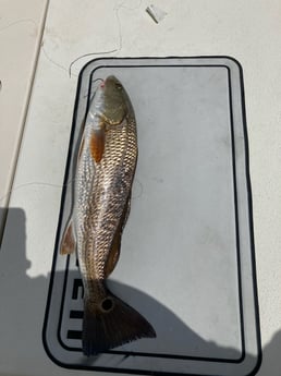 Redfish fishing in St. Petersburg, Florida