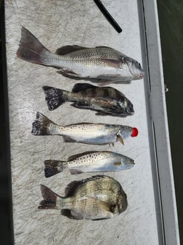 Black Drum, Sheepshead, Speckled Trout / Spotted Seatrout fishing in Galveston, Texas