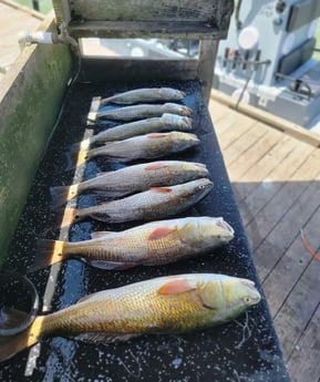 Redfish, Speckled Trout Fishing in South Padre Island, Texas