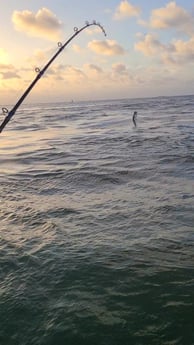 Tarpon fishing in Port O&#039;Connor, Texas