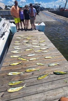 Mahi Mahi Fishing in Panama City, Florida