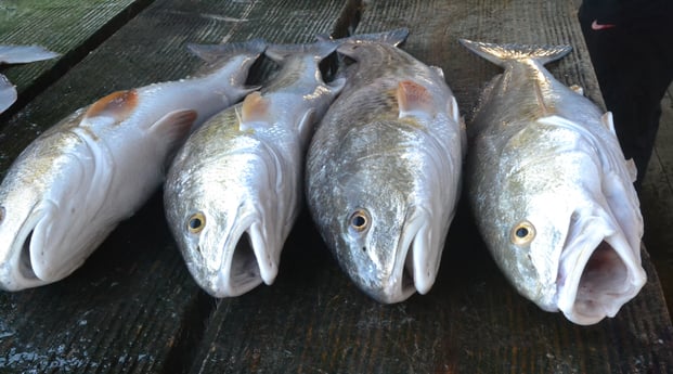 Redfish fishing in Galveston, Texas