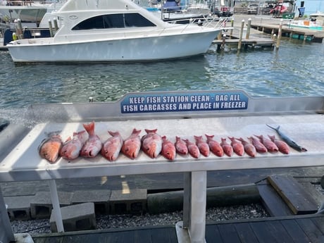 Mangrove Snapper, Red Snapper, Spanish Mackerel Fishing in Destin, Florida