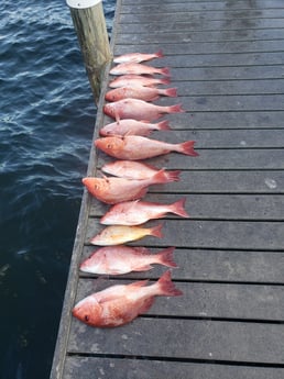 Lane Snapper, Red Snapper fishing in Pensacola, Florida