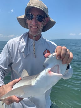 Bonnethead Shark fishing in Clearwater, Florida