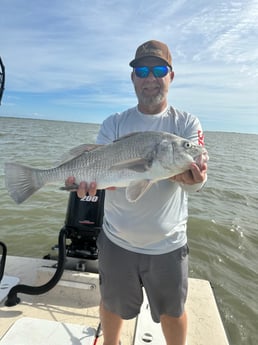 Black Drum Fishing in Corpus Christi, Texas