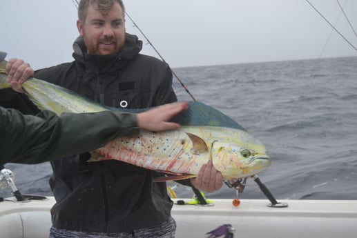 Mahi Mahi / Dorado fishing in Galveston, Texas