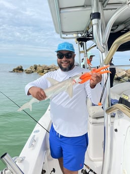 Bonnethead Shark fishing in Clearwater, Florida