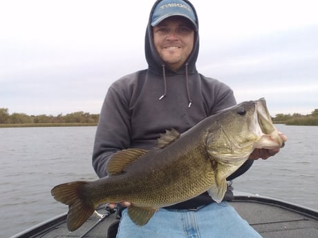 Largemouth Bass fishing in Austin , Texas