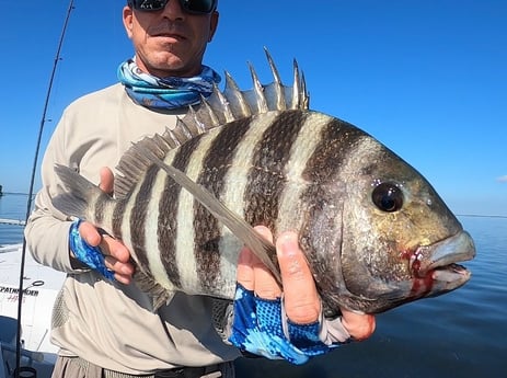 Sheepshead Fishing in Key Largo, Florida