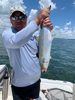 Spanish Mackerel fishing in Clearwater, Florida