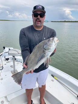 Black Drum Fishing in South Padre Island, Texas