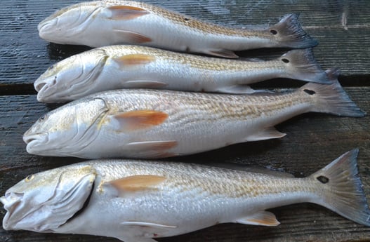 Redfish fishing in Galveston, Texas