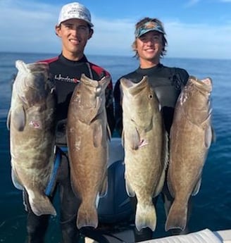 Gag Grouper Fishing in Sarasota, Florida