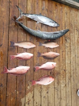 King Mackerel / Kingfish, Mangrove Snapper, Red Snapper fishing in Pensacola, Florida