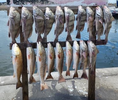 Black Drum, Redfish fishing in Port Aransas, Texas