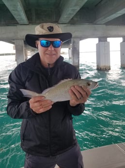 Mangrove Snapper fishing in Islamorada, Florida