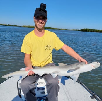 Bonnethead Shark fishing in New Smyrna Beach, Florida