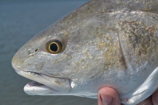 Redfish Fishing in Rockport, Texas