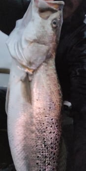 Speckled Trout / Spotted Seatrout Fishing in Port O&#039;Connor, Texas