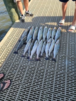 Speckled Trout Fishing in Gulf Shores, Alabama