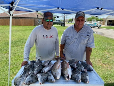 Black Drum, Redfish fishing in Rockport, Texas