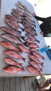 Vermillion Snapper fishing in Pensacola, Florida