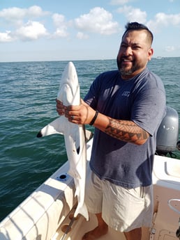 Blacktip Shark fishing in Galveston, Texas