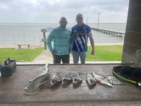 Black Drum, Bonnethead Shark, Speckled Trout / Spotted Seatrout fishing in Palacios, Texas