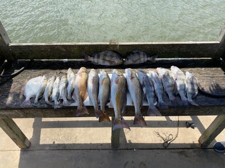 Black Drum, Flounder, Redfish, Speckled Trout / Spotted Seatrout fishing in Galveston, Texas