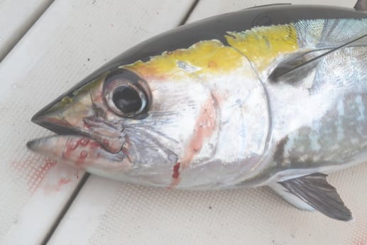 Blackfin Tuna fishing in Galveston, Texas