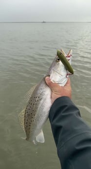 Speckled Trout Fishing in Matagorda, Texas