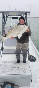 Black Drum fishing in Corpus Christi, Texas