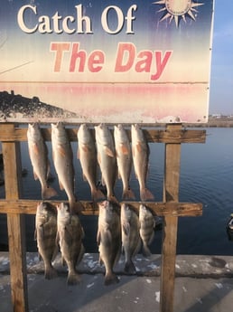 Black Drum, Redfish Fishing in Rockport, Texas