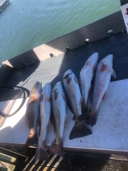 Redfish Fishing in Rockport, Texas