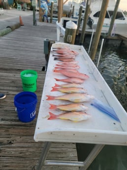Lane Snapper, Red Snapper fishing in Fort Myers Beach, Florida